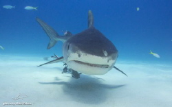 approaching Tiger shark by Mike Kaluza 